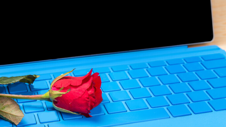 czerwony kwiat róży na laptopie niebieski typer
